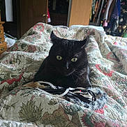 Jack Black is registered to the contest to win money with this photo: animal, bedroom, black_cat, cat, closet, clothes, cozy, curious, door, feather_toy, floral_pattern, fur, furniture, green_eyes, home, indoor, pet, quilt, resting, toy