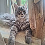 abyssinian, angora, animal, archaeology, architecture, building, cat, chair, driftwood, furniture, hardwood, kitten, lumber, manx, pet, plywood, siamese, slate, window, wood