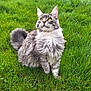 angora, animal, backyard, cat, face, field, grass, grassland, green, head, herbal, herbs, kitten, lawn, manx, nature, outdoors, pet, plant, yard