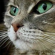 Nova participe au concours pour gagner de l'argent avec cette photo : cat, close_up, green_eyes, whiskers, fur, profile, nose, animal, pet, mammal, face, portrait, feline, cute, soft, texture, macro, domestic_animal, focus, detail