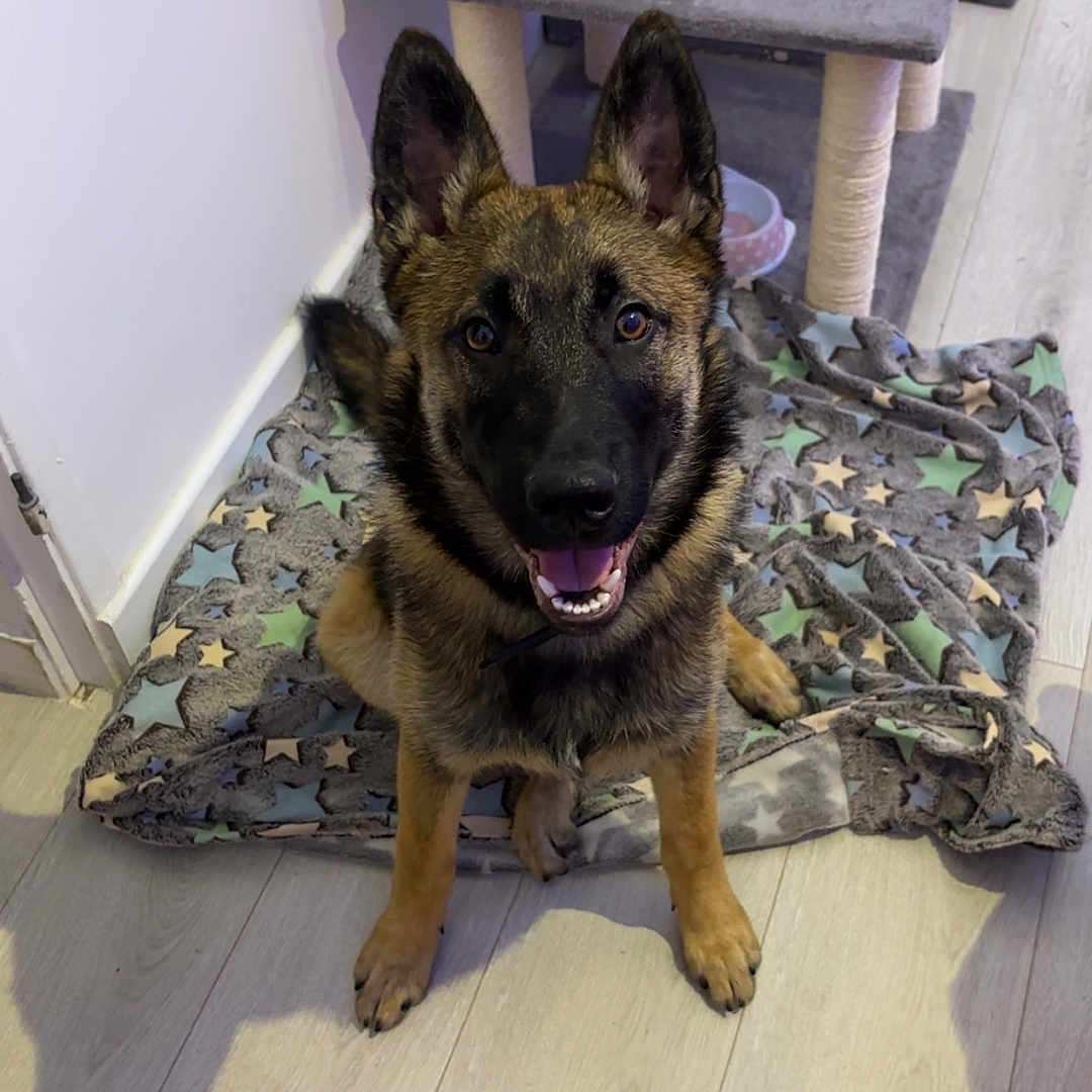 Alpha a rejoint le concours — aidez-le/la à gagner de superbes lots ! animal, blanket, cat_tree, collar, cute, dog, ears_up, floor, fur, german_shepherd, happy, home, indoor, looking_up, paw, pet, playful, smiling, star_pattern, wooden_floor