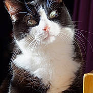 Pepito a rejoint le concours — aidez-le/la à gagner de superbes lots ! cat, black_and_white, whiskers, fur, portrait, pet, animal, indoor, close_up, curious, eyes, face, pink_nose, natural_light, feline, sitting, wooden_surface, background_blur, soft_texture, domestic_animal