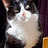 cat, black_and_white, whiskers, fur, portrait, pet, animal, indoor, close_up, curious, eyes, face, pink_nose, natural_light, feline, sitting, wooden_surface, background_blur, soft_texture, domestic_animal