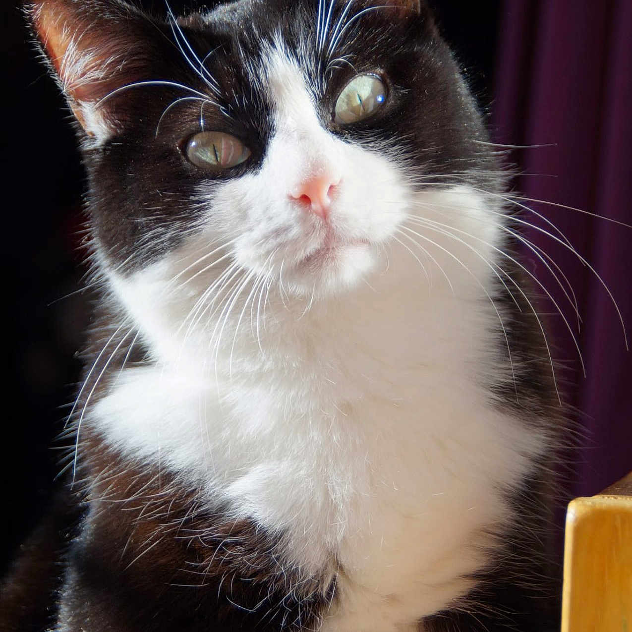 Pepito a rejoint le concours — aidez-le/la à gagner de superbes lots ! cat, black_and_white, whiskers, fur, portrait, pet, animal, indoor, close_up, curious, eyes, face, pink_nose, natural_light, feline, sitting, wooden_surface, background_blur, soft_texture, domestic_animal