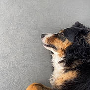 Poyo a rejoint le concours — aidez-le/la à gagner de superbes lots ! dog, sleeping, resting, tricolor, fur, paw, side_view, animal, pet, canine, relaxation, napping, indoor, texture, gray_background, quiet, calm, closeup, laying_down, mammal