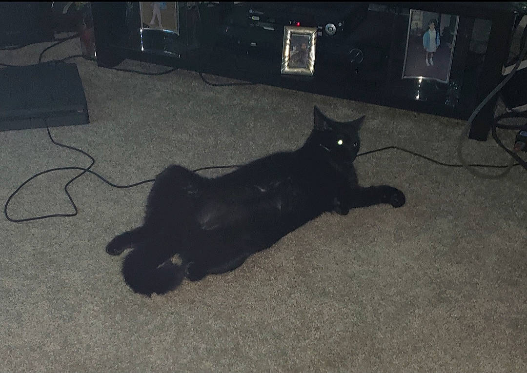 Elvira joined the competition — help win amazing prizes! automotive_tire, black_cat, bombay, carnivore, cat, darkness, dog_breed, domestic_short_haired_cat, event, felidae, floor, flooring, fur, gas, hardwood, paw, small_to_medium_sized_cats, tail, terrestrial_animal, whiskers