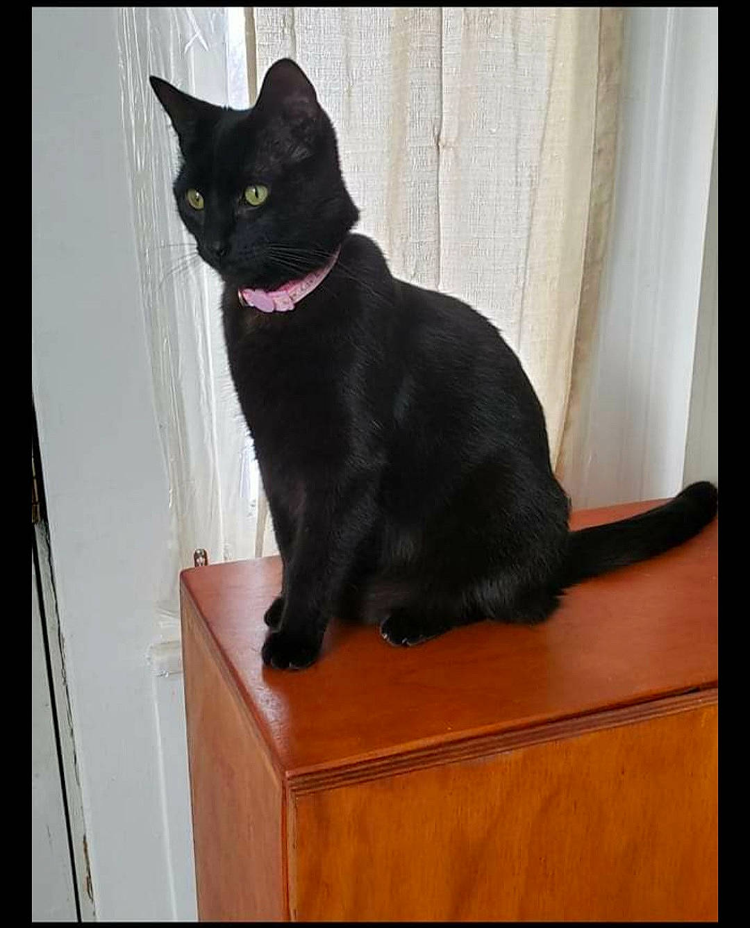 Elvira is registered to the contest to win money with this photo: black_cat, bombay, carnivore, cat, comfort, curtain, domestic_short_haired_cat, eye, felidae, flooring, fur, hardwood, head, small_to_medium_sized_cats, snout, tail, whiskers, window, wood, wood_stain