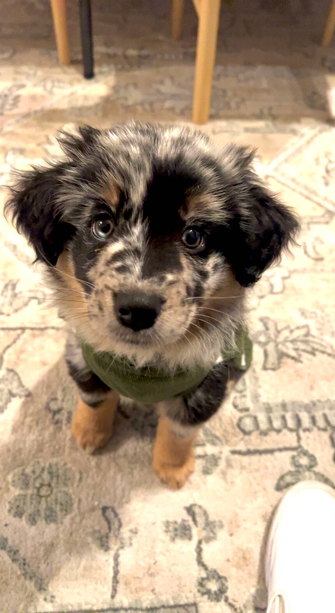 Banks is registered to the contest to win money with this photo: ancient_dog_breeds, canidae, carnivore, companion_dog, dog, dog_breed, fur, puppy_love, small_terrier, snout, soil, sporting_group, street_dog, terrestrial_animal, terrier, toy_dog, whiskers, working_animal, working_dog