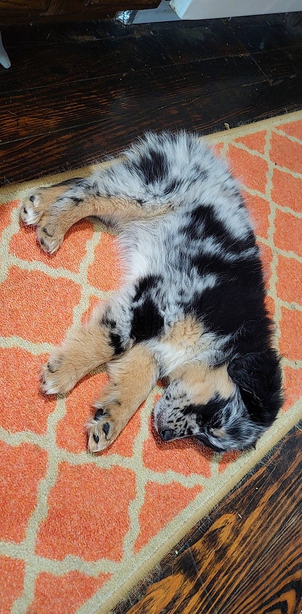 Banks joined the competition — help win amazing prizes! brick, brickwork, building_material, carnivore, cat, claw, comfort, dog_breed, felidae, flooring, foot, fur, mortar, pattern, paw, small_to_medium_sized_cats, tail, terrestrial_animal, whiskers, wood