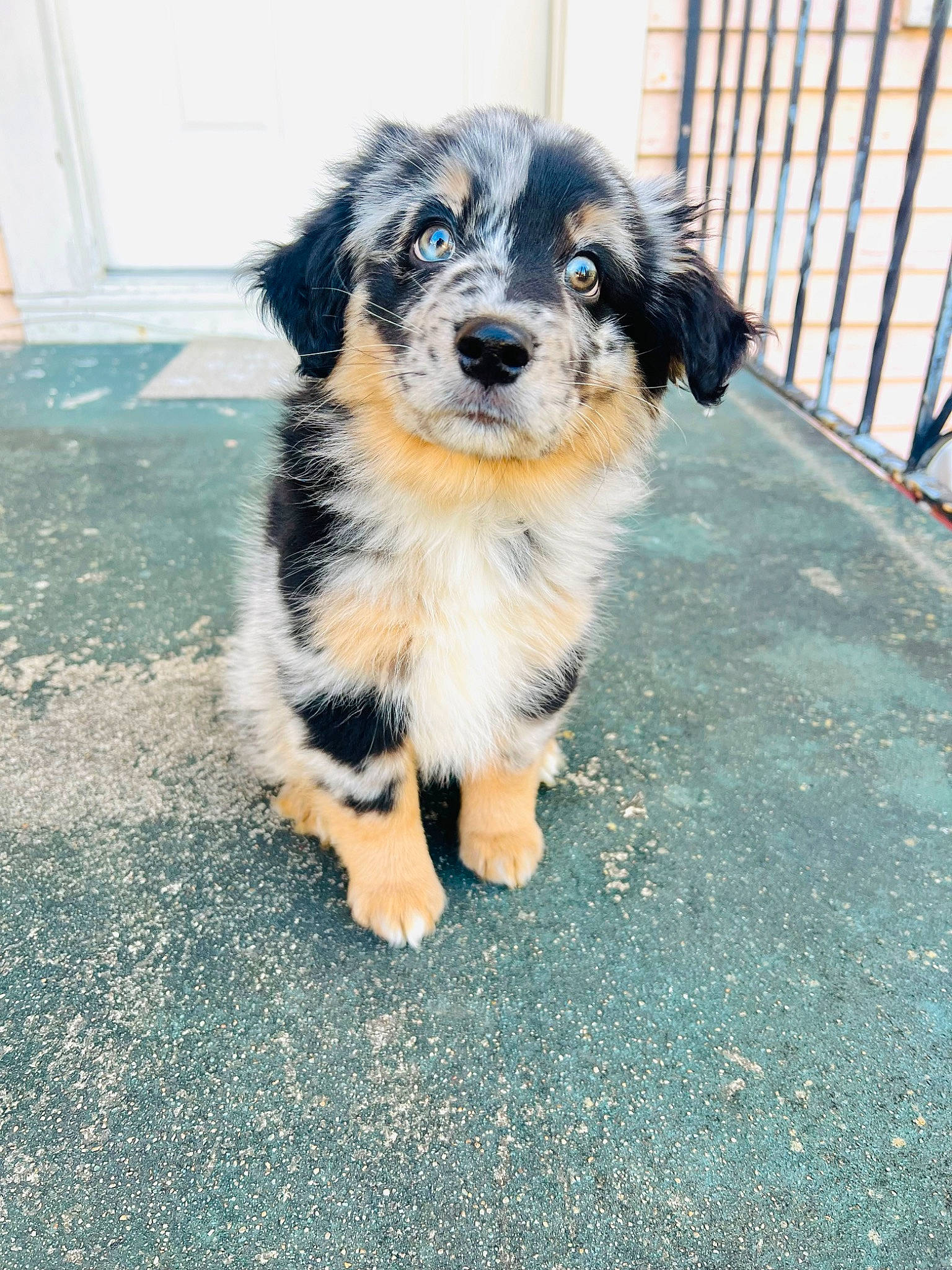 Banks is registered to the contest to win money with this photo: ancient_dog_breeds, asphalt, canidae, carnivore, companion_dog, dog, dog_breed, fence, fur, herding_dog, paw, road_surface, shadow, sporting_group, street_dog, terrestrial_animal, terrier, toy_dog, whiskers, working_dog