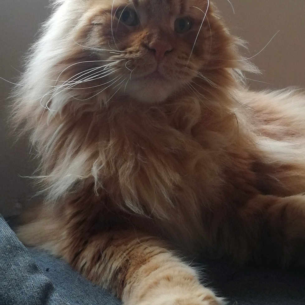 Rajah