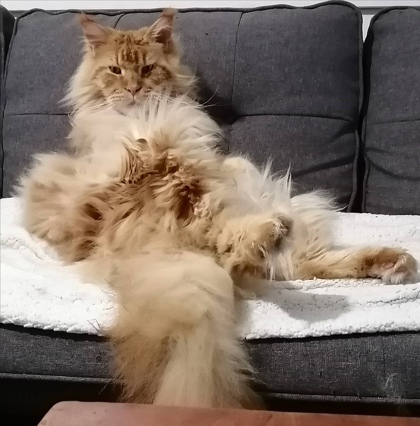 Rajah a rejoint le concours — aidez-le/la à gagner de superbes lots ! british_longhair, carnivore, cat, claw, comfort, companion_dog, couch, fawn, felidae, fur, lap, maine_coon, paw, persian, ragdoll, sitting, small_to_medium_sized_cats, snout, tail, whiskers