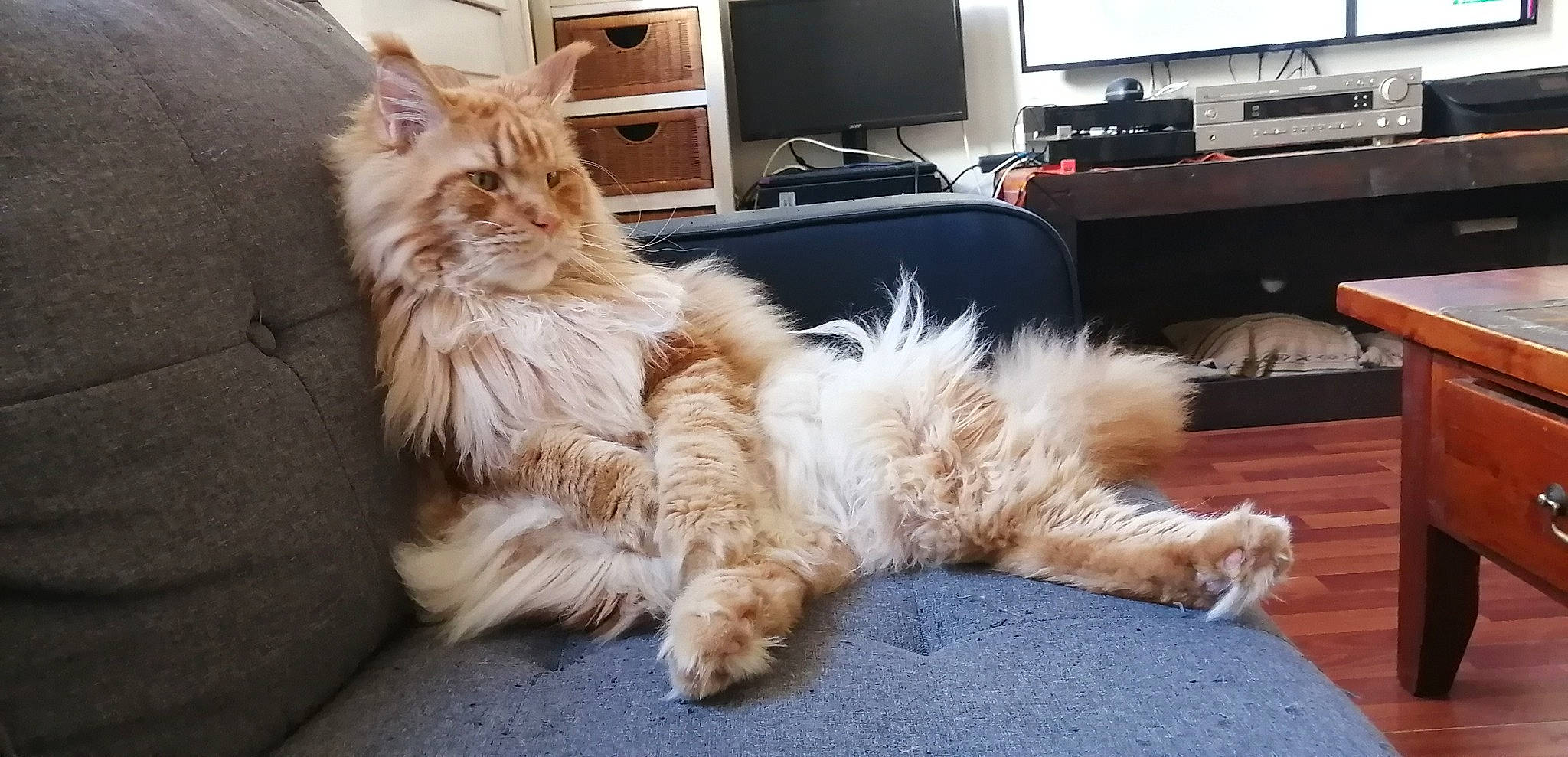 Rajah participe au concours pour gagner de l'argent avec cette photo : cabinetry, carnivore, cat, chest_of_drawers, comfort, companion_dog, computer_desk, computer_keyboard, desk, fawn, felidae, fur, home_appliance, input_device, paw, peripheral, small_to_medium_sized_cats, tail, television_set, whiskers