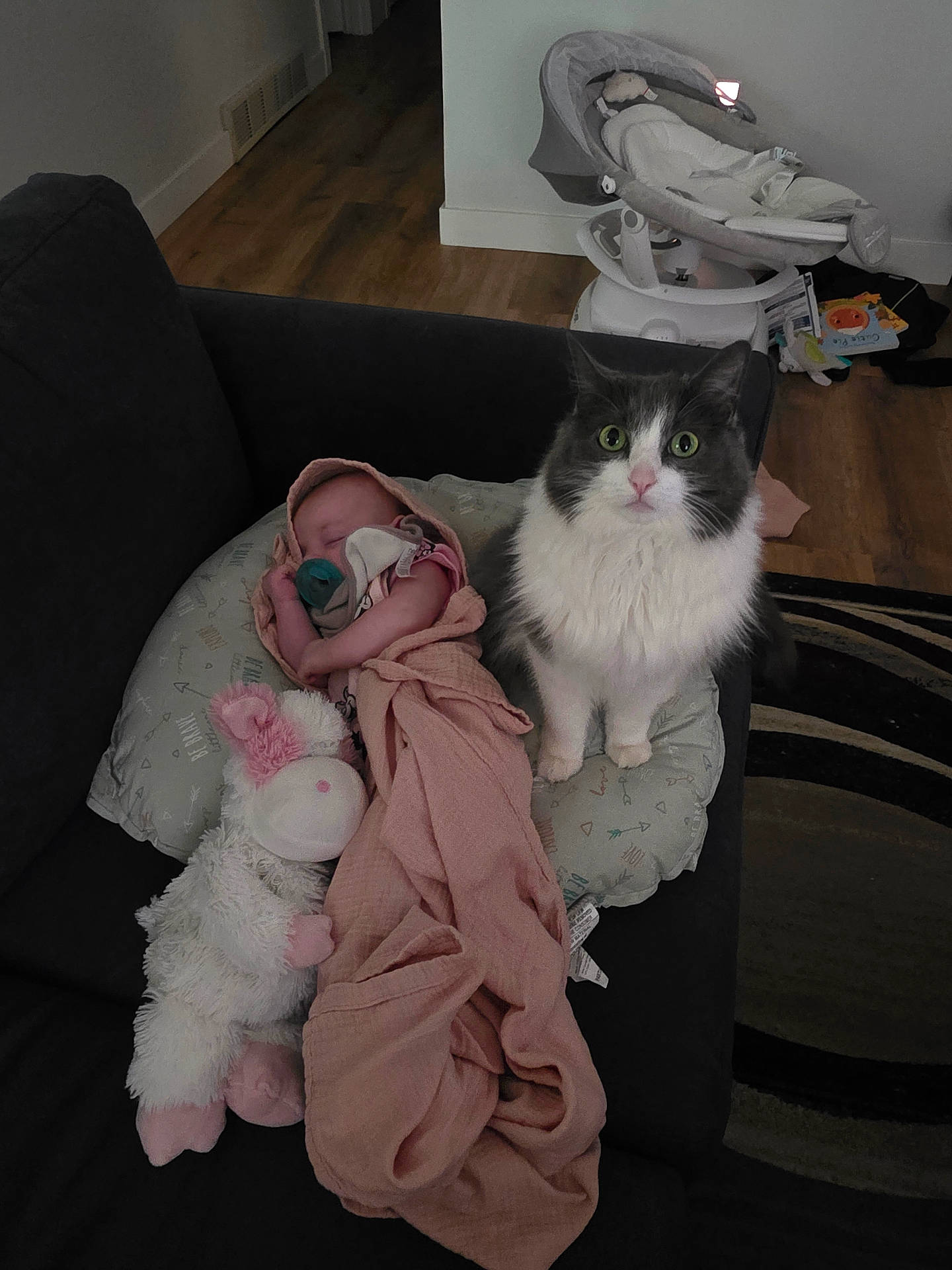 Lily is registered to the contest to win money with this photo: baby, baby_swing, blanket, cat, couch, domestic, floor, fur, green_eyes, indoors, infant, pacifier, pet, pink, plush_toy, resting, sleeping, stuffed_animal, toy, wooden_floor