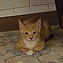 Dex joined the competition — help win amazing prizes! cat, orange_tabby, animal, pet, indoor, resting, rug, patterned_rug, floor, feline, looking_at_camera, calm, cute, domestic_cat, whiskers, ears, paws, home, warm_lighting, quiet