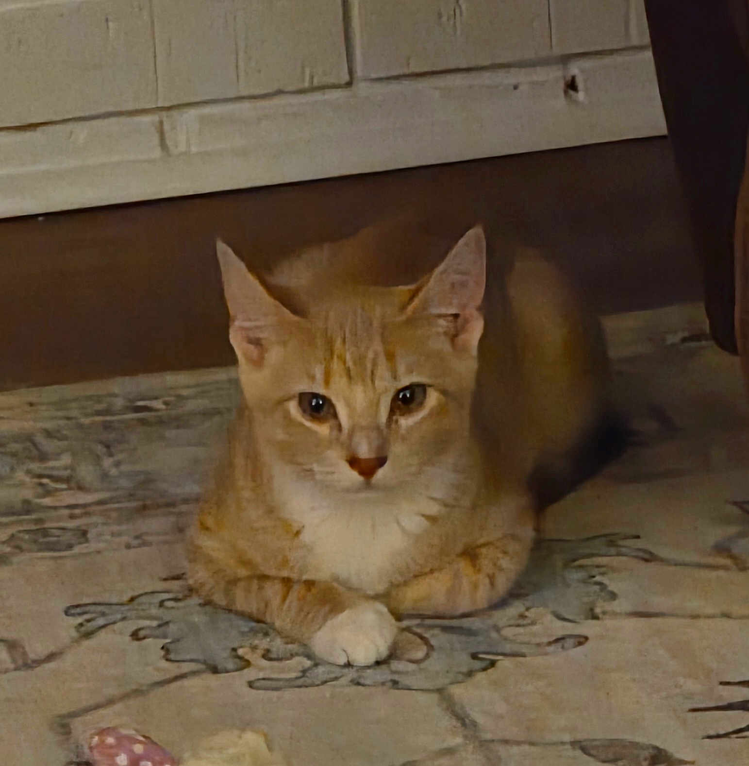 Dex