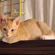 Dex is registered to the contest to win money with this photo: kitten, cat, orange_cat, white_paws, wooden_surface, indoor, curtains, cabinet, glass, furniture, pet, animal, young_cat, resting, cute, fur, ears, whiskers, eyes, posing