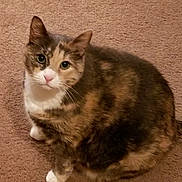 Jessie joined the competition — help win amazing prizes! cat, calico, pet, animal, feline, carpet, indoor, cute, whiskers, ears, fur, paws, looking_up, domestic, mammal, curious, sitting, closeup, companion, friendly
