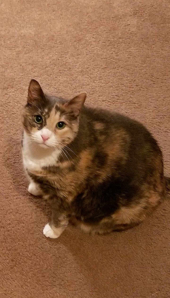 Jessie joined the competition — help win amazing prizes! cat, calico, pet, animal, feline, carpet, indoor, cute, whiskers, ears, fur, paws, looking_up, domestic, mammal, curious, sitting, closeup, companion, friendly