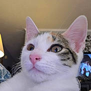 Jinx is registered to the contest to win money with this photo: cat, close_up, indoor, lamp, television, ears, nose, whiskers, fur, pet, animal, curious, domestic, feline, brown_eyes, white_fur, tabby_markings, background, cozy, soft_lighting