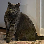 Charlie is registered to the contest to win money with this photo: cat, gray_cat, indoor, sitting, fluffy, green_eyes, shadow, rug, floor, wall, pet, domestic_animal, feline, quiet, calm, portrait, household, cute, animal, fur