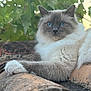 cat, blue_eyes, fluffy, fur, roof_tiles, outdoor, green_leaves, nature, relaxing, animal, pet, close_up, whiskers, daylight, majestic, resting, mammal, portrait, feline, calm