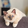 cat, blue_eyes, fluffy, lounging, couch, indoor, pet, animal, whiskers, ears, fur, relaxed, close_up, paws, home, cute, looking, soft_light, domestic_cat, face