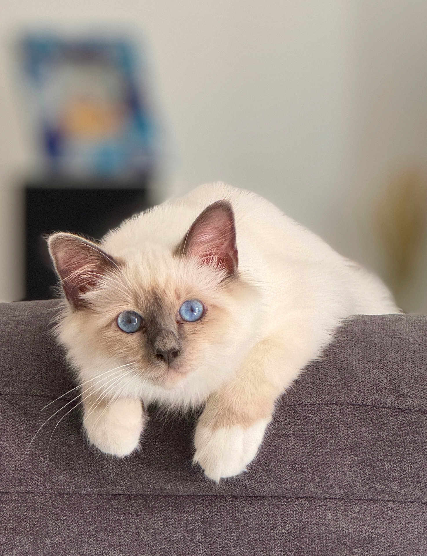 Zou