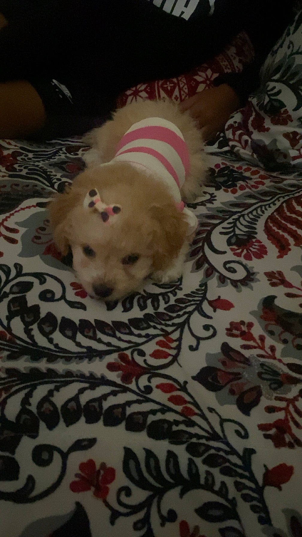 Diva Dior joined the competition — help win amazing prizes! bedding, carnivore, comfort, companion_dog, dog, dog_breed, dog_clothes, dog_supply, fawn, felidae, flooring, linens, paw, pet_supply, small_to_medium_sized_cats, snout, tail, toy_dog, whiskers, working_animal