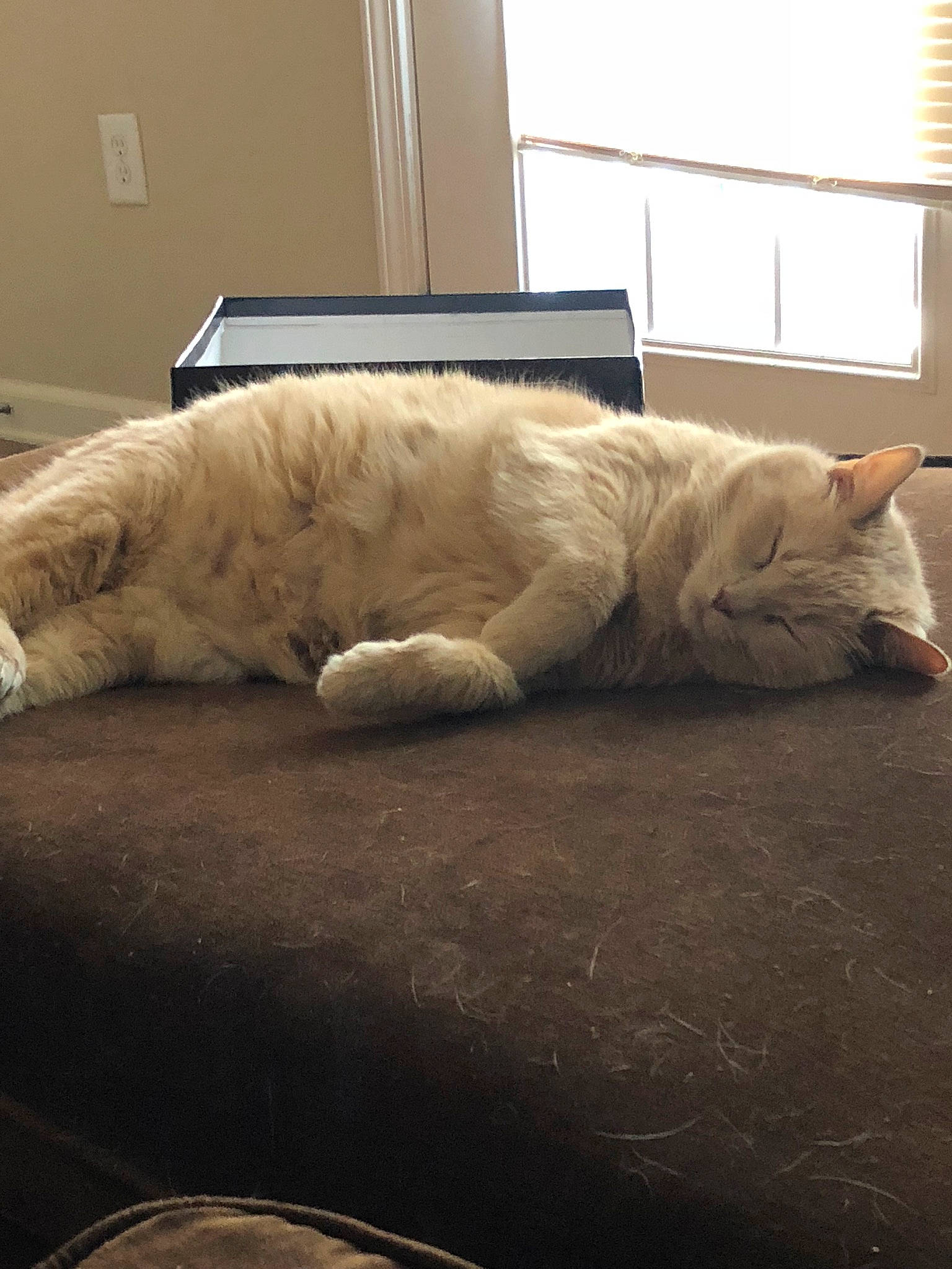 Abby is registered to the contest to win money with this photo: bed, carnivore, cat, comfort, companion_dog, couch, duvet, felidae, flooring, fur, grey, hardwood, linens, small_to_medium_sized_cats, tail, vertebrate, whiskers, window, window_blind, wood