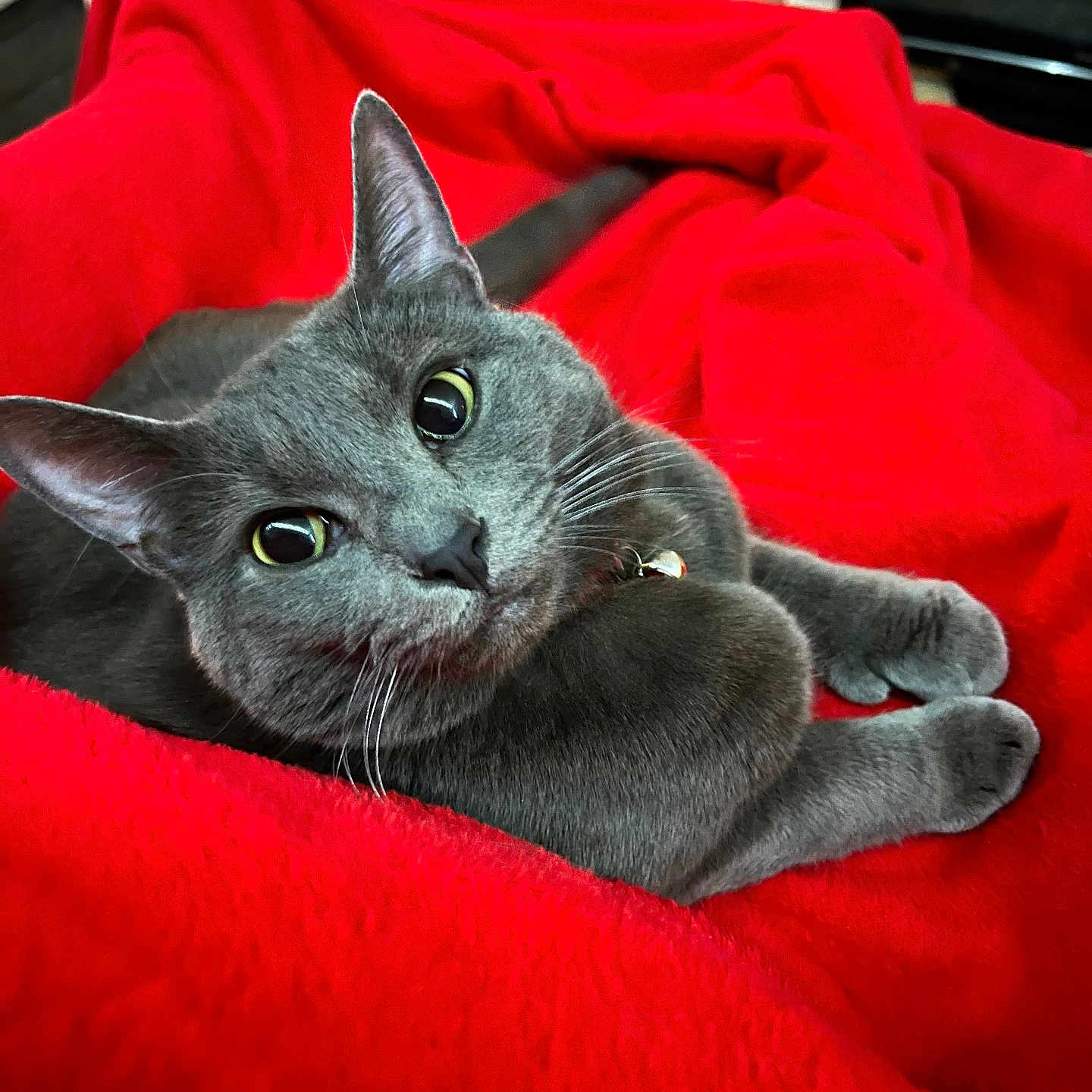 Oliver joined the competition — help win amazing prizes! abyssinian, animal, blanket, cat, computerhardware, couch, electronics, furniture, hardware, homedecor, kitten, linen, manx, monitor, person, pet, quilt, screen, towel, velvet