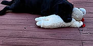Nuky joined the competition — help win amazing prizes! dog, black_dog, stuffed_animal, toy, wooden_deck, outdoor, pet, animal, resting, sunlight, daytime, relaxing, furry, canine, playful, nature, leaves, steps, wood, calm