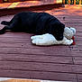 animal, black_dog, calm, canine, daytime, dog, furry, leaves, nature, outdoor, pet, playful, relaxing, resting, steps, stuffed_animal, sunlight, toy, wood, wooden_deck