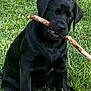 Nuky joined the competition — help win amazing prizes! dog, puppy, black_dog, grass, stick, outdoor, sitting, pet, animal, nature, playful, canine, young_dog, fur, tongue, chewing, muzzle, ears, happy, daylight