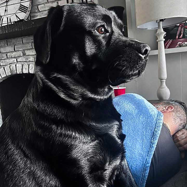 Nuky is registered to the contest to win money with this photo: animal, black_dog, brick_wall, canine, clock, cozy, dog, domestic_animal, furniture, indoor, lamp, living_room, person, pet, portrait, relaxation, resting, side_view, sleeping, towel