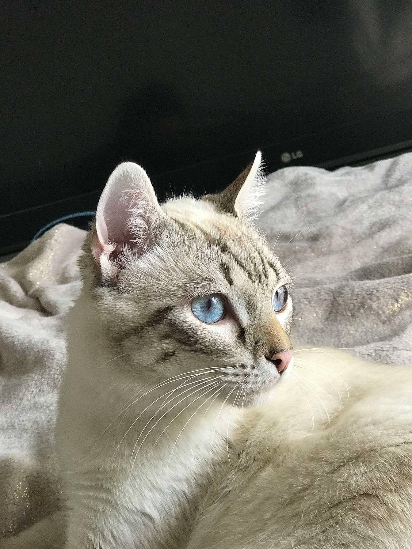 Blu joined the competition — help win amazing prizes! carnivore, cat, domestic_short_haired_cat, fawn, felidae, fur, photo_caption, small_to_medium_sized_cats, snout, terrestrial_animal, whiskers, window