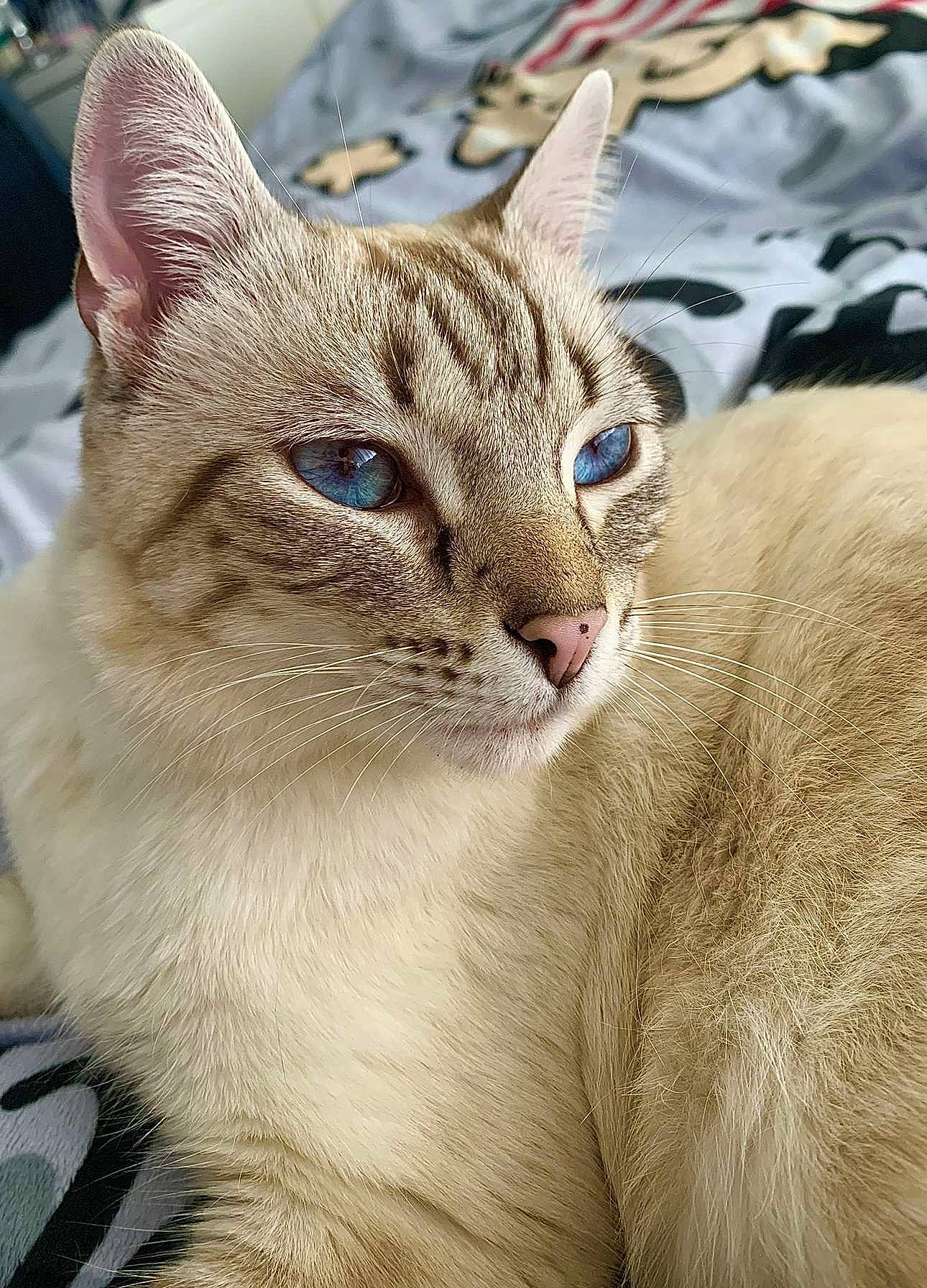 Blu joined the competition — help win amazing prizes! carnivore, cat, cat_supply, claw, domestic_short_haired_cat, fawn, felidae, fur, paw, pet_supply, photo_caption, small_to_medium_sized_cats, snout, terrestrial_animal, whiskers, wildlife