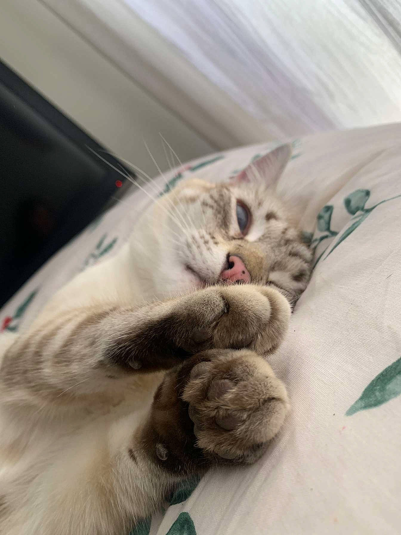 Blu joined the competition — help win amazing prizes! carnivore, cat, claw, comfort, domestic_short_haired_cat, fang, fawn, felidae, fur, linens, nap, paw, sleep, small_to_medium_sized_cats, snout, tail, whiskers