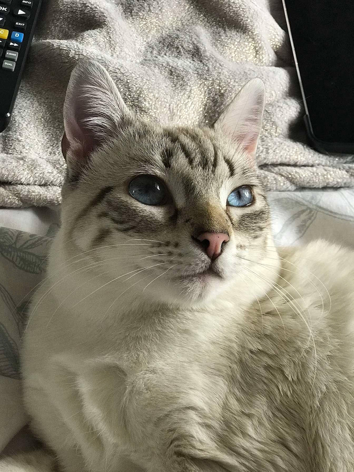 Blu joined the competition — help win amazing prizes! carnivore, cat, domestic_short_haired_cat, felidae, fur, input_device, office_equipment, paw, photo_caption, plant, small_to_medium_sized_cats, snout, terrestrial_animal, whiskers, wildlife, window