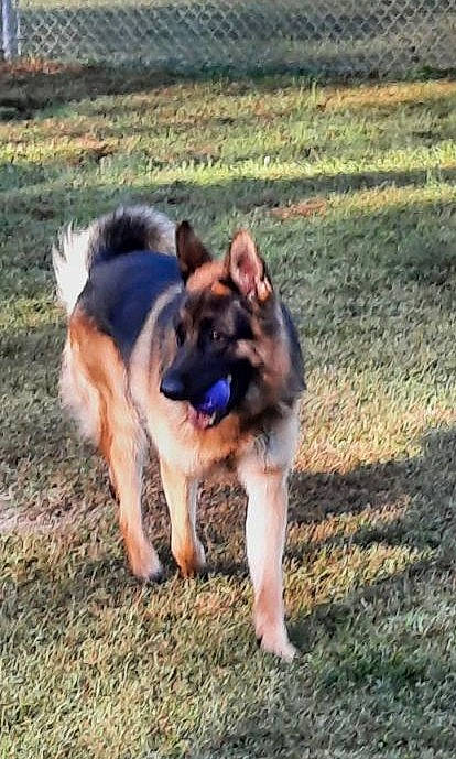 Buddy Boy Preddy joined the competition — help win amazing prizes! canidae, carnivore, companion_dog, dog, dog_breed, dog_supply, east_european_shepherd, fawn, german_shepherd_dog, grass, grassland, herding_dog, king_shepherd, old_german_shepherd_dog, plant, recreation, soil, sporting_group, working_animal, working_dog