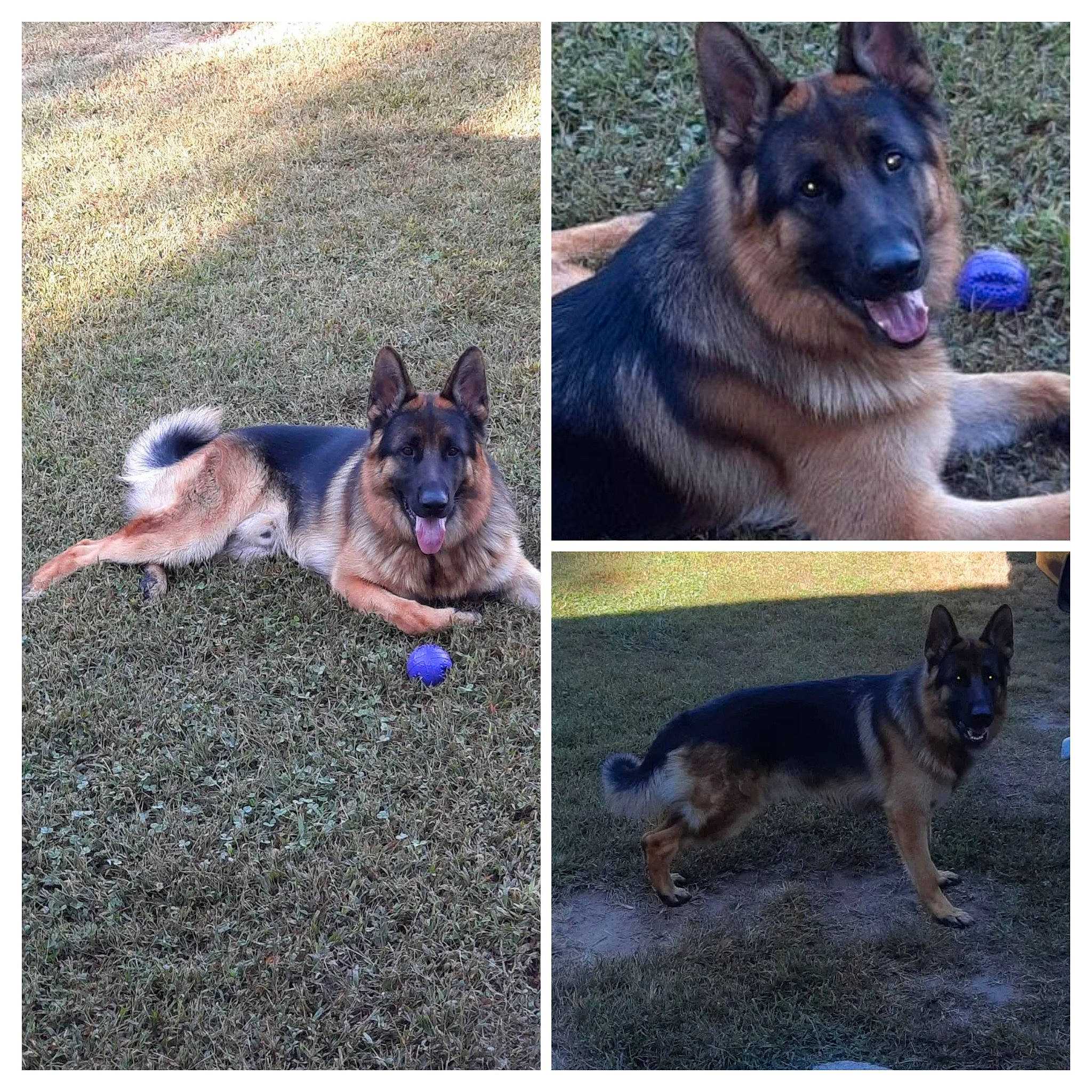 Buddy Boy Preddy is registered to the contest to win money with this photo: blue, carnivore, collar, companion_dog, dog, dog_breed, dog_supply, electric_blue, herding_dog, light, pet_supply, photograph, purple, rectangle, sharing, snapshot, sporting_group, square, working_animal, working_dog