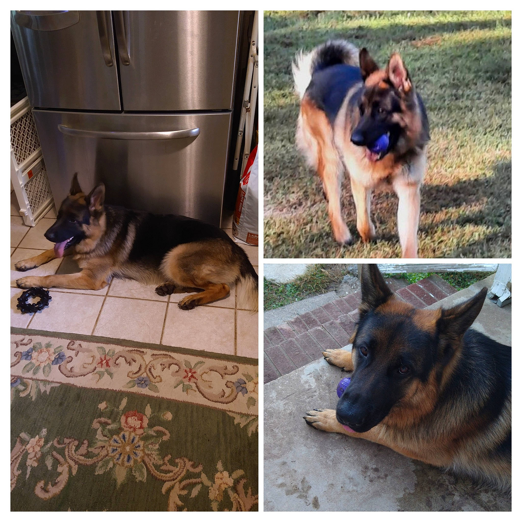 Buddy Boy Preddy joined the competition — help win amazing prizes! canidae, carnivore, companion_dog, dog, dog_breed, fawn, flooring, fur, herding_dog, mammal, pet_supply, photograph, rectangle, sharing, snapshot, snout, sporting_group, vertebrate, working_animal, working_dog