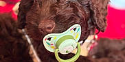 Finley is registered to the contest to win money with this photo: puppy, dog, brown_fur, curly_fur, pacifier, cute, pet, lying_down, red_blanket, close_up, indoors, young_dog, adorable, animal, fur, muzzle, collar, eyes, snout, portrait