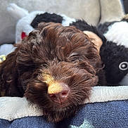 Finley joined the competition — help win amazing prizes! puppy, dog, sleeping, close_up, brown_fur, cozy, bed, blanket, plush_toy, soft_texture, sunlight, nose, pet, animal, cute, resting, indoor, comfort, fur, relaxation