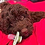 Finley joined the competition — help win amazing prizes! puppy, dog, brown_fur, pacifier, blanket, red, cute, pet, animal, lying_down, close_up, fur, indoors, young_dog, snout, eyes, soft_texture, domestic_animal, playful, resting