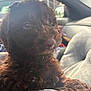 Finley joined the competition — help win amazing prizes! puppy, dog, brown, curly_fur, car, interior, blanket, closeup, pet, cute, fur, young, animal, comfort, indoors, portrait, soft_light, resting, cozy, companion