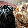 dog, pug, scruffy_dog, pet, close_up, indoor, collar, fur, face, animal, friendship, companion, cute, whiskers, snout, ears, domestic_animal, muzzle, two_dogs, portrait