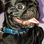 dog, pug, black_dog, tongue_out, close_up, pet, collar, blue_collar, indoor, playful, expression, fur, animal, cute, mammal, companion, domestic_animal, face, whiskers, nose