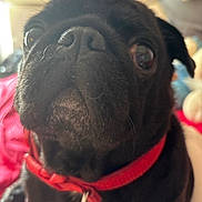 Ozzy joined the competition — help win amazing prizes! dog, pug, black_dog, close_up, pet, collar, indoor, cute, animal, face, whiskers, fur, looking, portrait, domestic_animal, canine, pet_accessory, red_collar, expression, companion