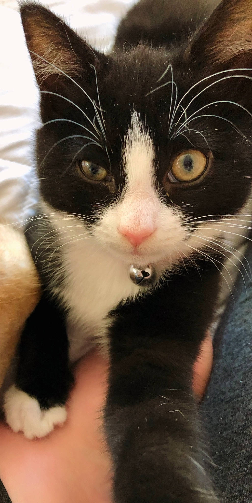 Evie joined the competition — help win amazing prizes! carnivore, cat, claw, domestic_short_haired_cat, eye, eyelash, felidae, foot, fur, gesture, hair, iris, nose, paw, plant, small_to_medium_sized_cats, snout, terrestrial_animal, tree, whiskers